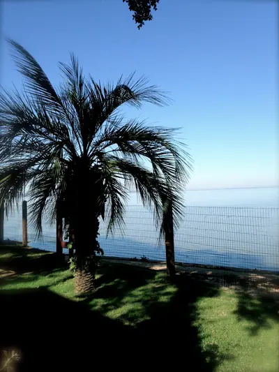 Butiazeiro à beira do Guaíba